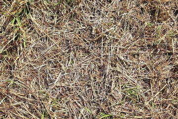 Detailed close up surface of straw and hay seen on a farm