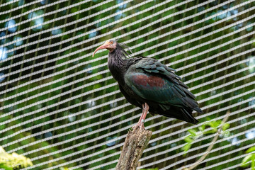 Naklejka premium Northern Bald ibis, Geronticus eremita in the zoo