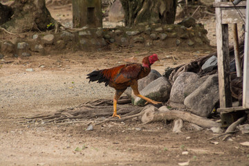 from Nha Trang to Dalat