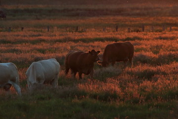 Kühe bei Sonnenuntergang