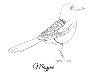 Magpie bird coloring. Vector image