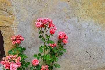 wild fading rose on the background of an old stone wall