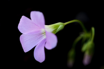 Fototapeta premium Close up of purple oxalis triangularis flower head