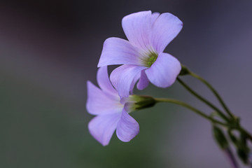 Close up of purple oxalis triangularis flower head