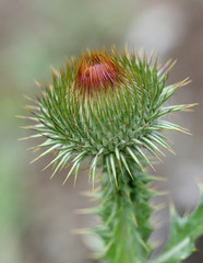 Eselsdistel, Onopordum, acanthium