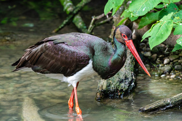 Black stork, Ciconia nigra in a german nature park