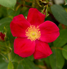 Naklejka na ściany i meble Essig-Rose; Rosa gallica; Gallica-Rose