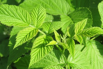 Raspberry leaf background in the garden, closeup