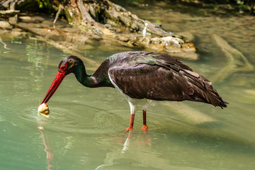 Black stork, Ciconia nigra in a german nature park