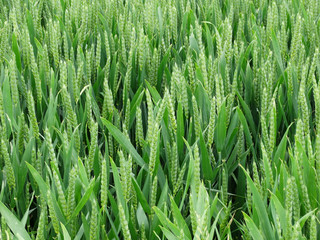 Fototapeta na wymiar Junger grüner Weizen