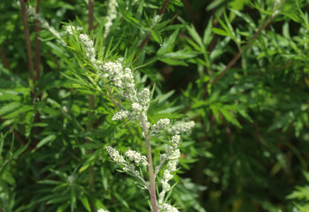 Artemisia vulgaris, also known as common mugwort, riverside wormwood, felon herb, chrysanthemum weed, wild wormwood. Blooming in spring - obrazy, fototapety, plakaty