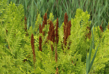 Osmunda regalis, or royal fern, blooming in spring