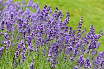 Lavendel, Lavendula, angustifolia