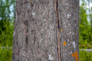 The bark on the tree trunk