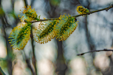 Spring natural background. Beautiful view of blooming willow. Spring flowers. Abstract blurred background in the background. Early spring. The symbol of the awakening of nature.
