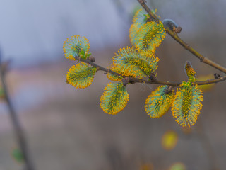Spring natural background. Beautiful view of blooming willow. Spring flowers. Abstract blurred background in the background. Early spring. The symbol of the awakening of nature.