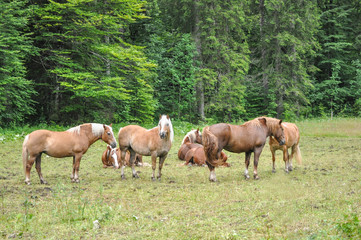 Naklejka na ściany i meble Herd of horses feeding on a meadow