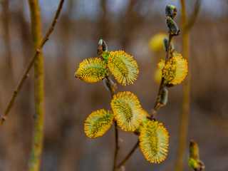 Spring natural background. Beautiful view of blooming willow. Spring flowers. Abstract blurred background in the background. Early spring. The symbol of the awakening of nature.