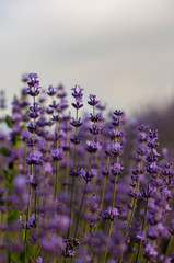 Obraz premium Romantic stems ot lavender field