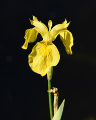 Sumpfschwertlilie, Iris, pseudacorus © Ruckszio