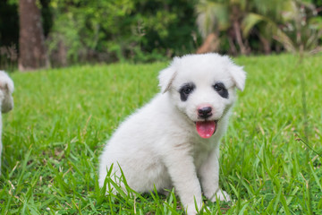 Thai bangkaew dog cute white puppies playing in the park and look at camera sitting in grass.