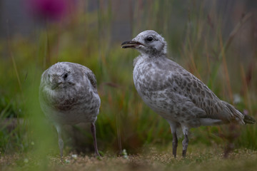 sea gull young close up/portraits with green background taken during summer/spring in Scotland.