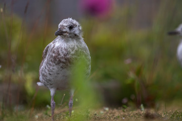 sea gull young close up/portraits with green background taken during summer/spring in Scotland.