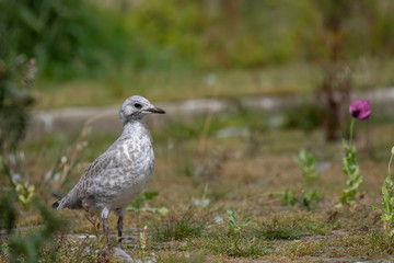 sea gull young close up/portraits with green background taken during summer/spring in Scotland.