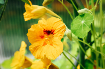 Obraz premium Close up of a yellow Nasturtium (Tropaeolum) flower blooming in a garden.