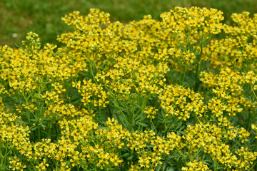 Weinraute, Ruta, graveolens