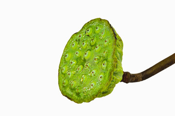 Lotus seed pod on the white background with clipping path