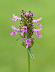 Ziest, Stachys, officinalis, Heilziest