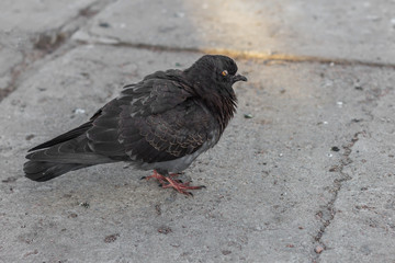 pigeon eye is sleeping while standing nature wildlife