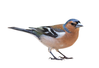 Male of Chaffinch (Fringilla coelebs), isolated on White background