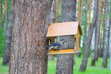 Siberian bird Kedrovka, lat. Nucifraga caryocatactes, from the Corvidae family. The bird eats nuts from the bird feeders in a pine forest.
