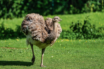 Darwin's rhea, Rhea pennata also known as the lesser rhea.