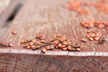 Texture of old wooden surface and red beetles on it, in its natural environment
