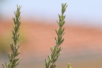 rosemary herb in the garden 