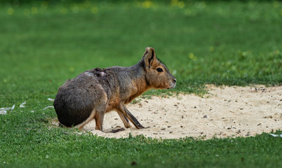 Patagonian Mara, Dolichotis patagonum are large relatives of guinea pigs