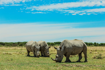 Obraz premium White Rhino in the Nxai Pan Park, Botswana, Africa