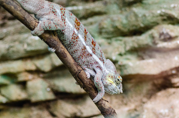 iguana climbed on a tree branch