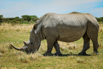 Obraz premium White Rhino in the Nxai Pan Park, Botswana, Africa