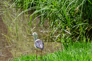 long-legged bird by the pond, black-winged stilt,
