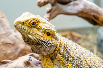 portrait of a bearded dragon on a branch