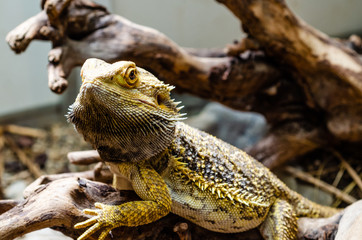 portrait of a bearded dragon on a branch