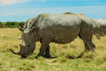 Obraz premium White Rhino in the Nxai Pan Park, Botswana, Africa