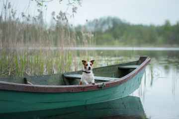 Fototapeta na wymiar Jack Russell Terrier in a boat on the lake, a dog on the nature, travel