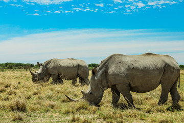 Obraz premium White Rhino in the Nxai Pan Park, Botswana, Africa
