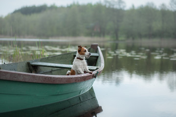 Fototapeta na wymiar Jack Russell Terrier in a boat on the lake, a dog on the nature, travel