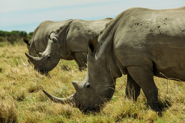 Obraz premium White Rhino in the Nxai Pan Park, Botswana, Africa